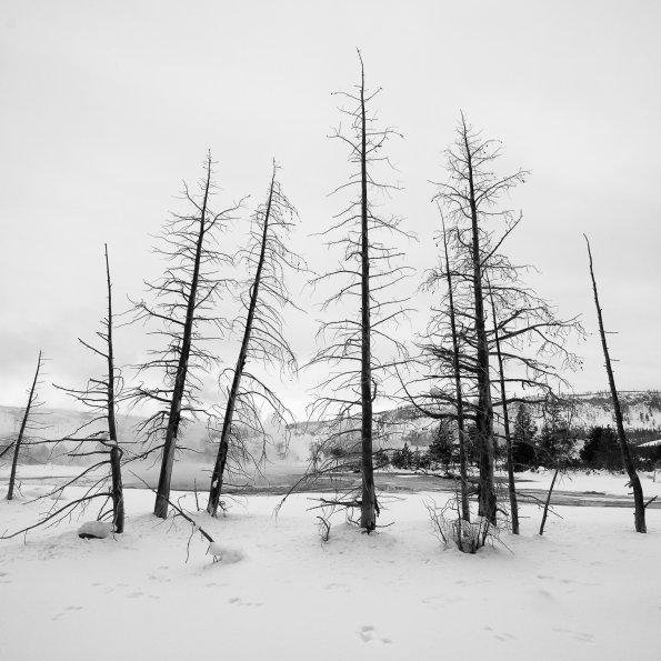 Upper Geyser Basin
