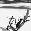 Mammoth Hot Springs