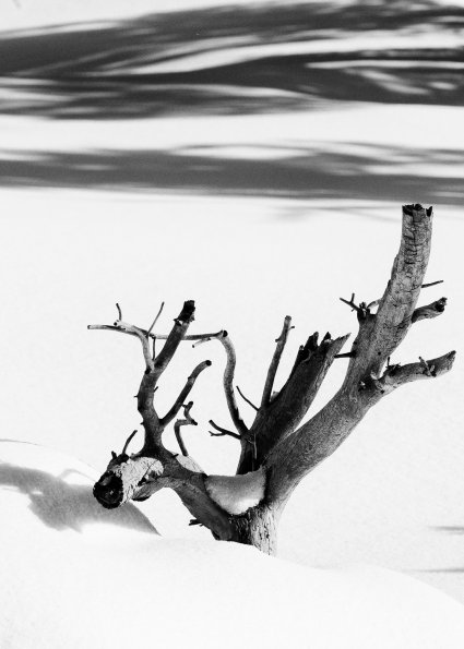 Mammoth Hot Springs