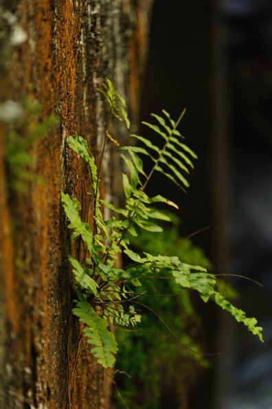 Ferns