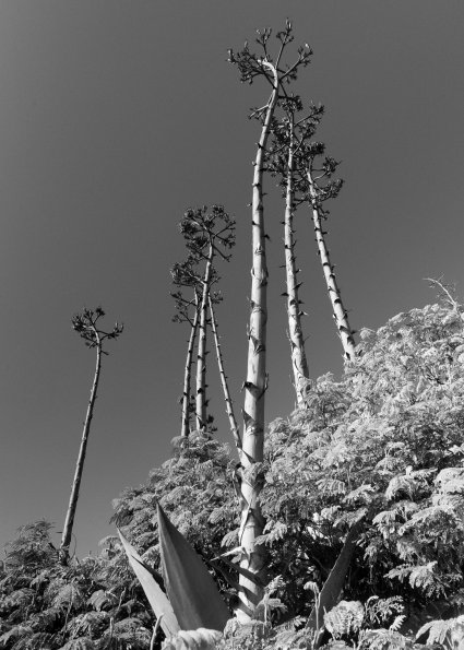 Agave Trail