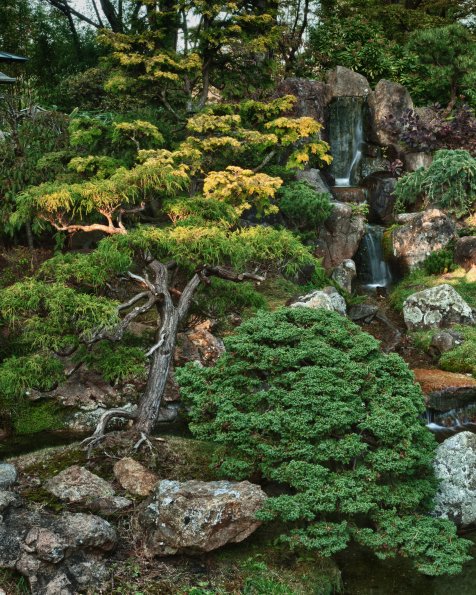 Bonsai