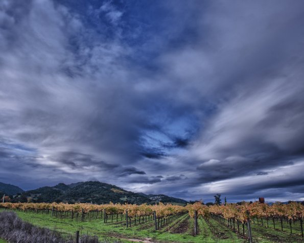 O'brien Estate Winery