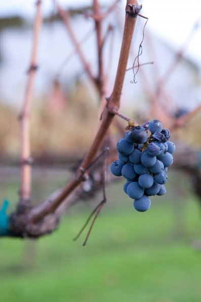 O'brien Estate Winery