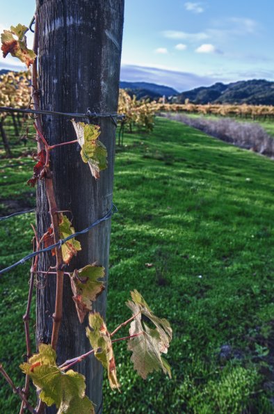 O'brien Estate Winery