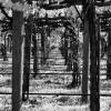 Cakebread Cellars Winery
