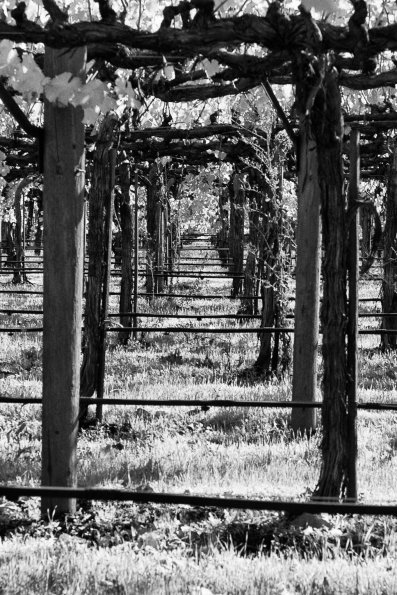 Cakebread Cellars Winery